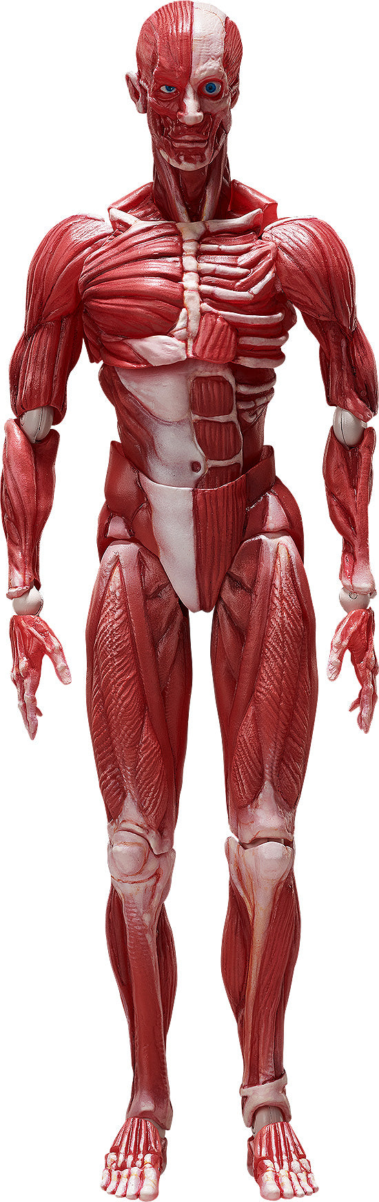 SP-142 MUSHIBUCHI figma Human Anatomical Model