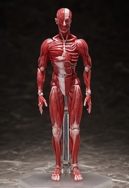 SP-142 MUSHIBUCHI figma Human Anatomical Model