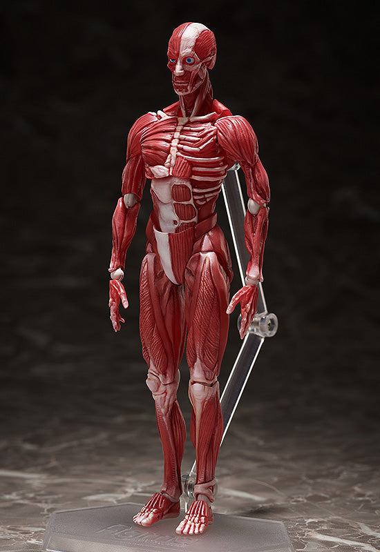 SP-142 MUSHIBUCHI figma Human Anatomical Model