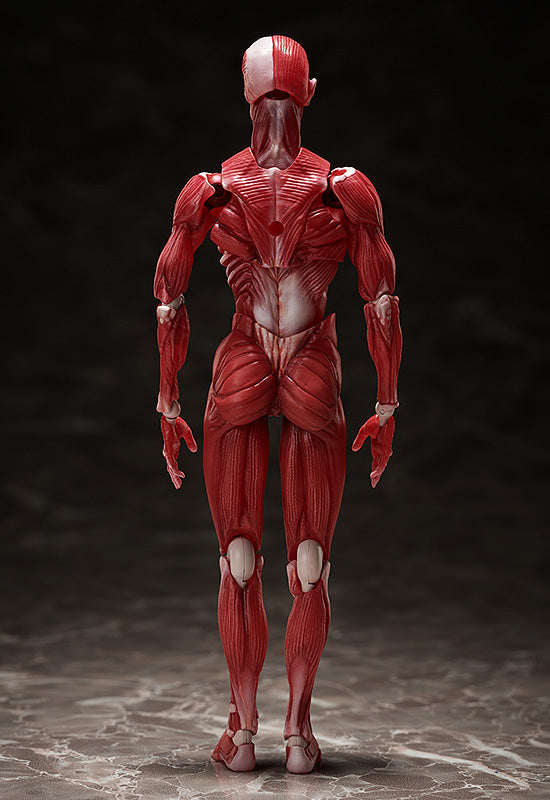 SP-142 MUSHIBUCHI figma Human Anatomical Model