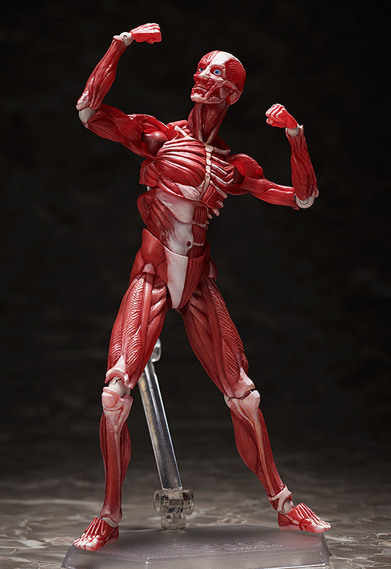 SP-142 MUSHIBUCHI figma Human Anatomical Model