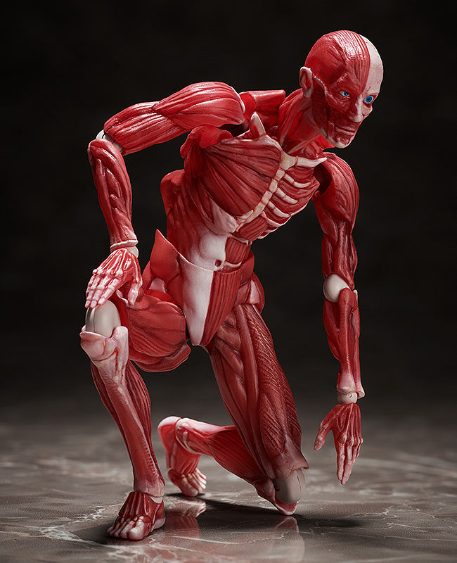 SP-142 MUSHIBUCHI figma Human Anatomical Model