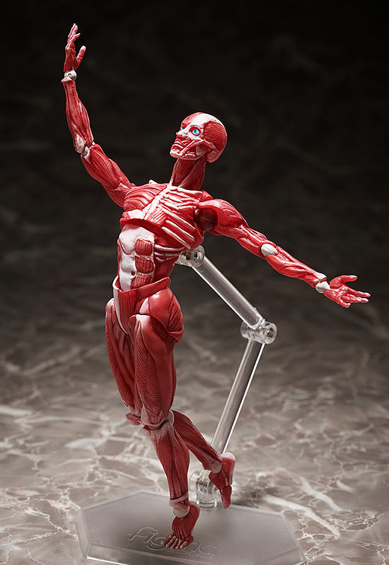 SP-142 MUSHIBUCHI figma Human Anatomical Model