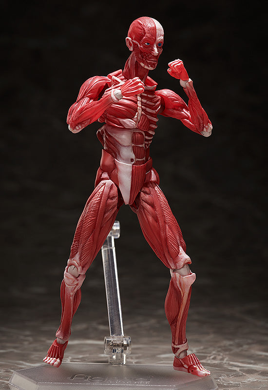 SP-142 MUSHIBUCHI figma Human Anatomical Model