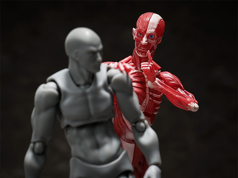 SP-142 MUSHIBUCHI figma Human Anatomical Model