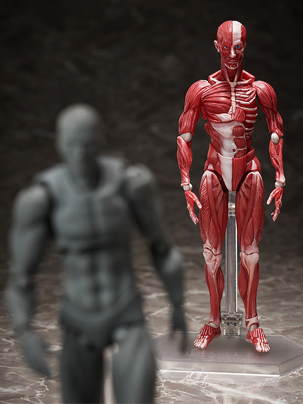 SP-142 MUSHIBUCHI figma Human Anatomical Model